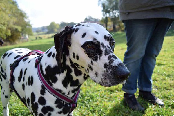 med_Grande-Dame Fleckerl.JPG (600 x 400)